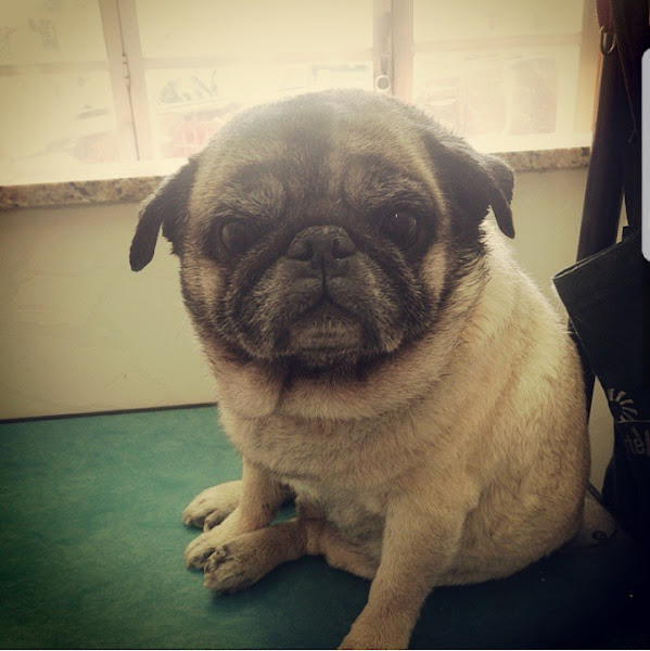 Foto 3 Pet Love Banho E Tosa