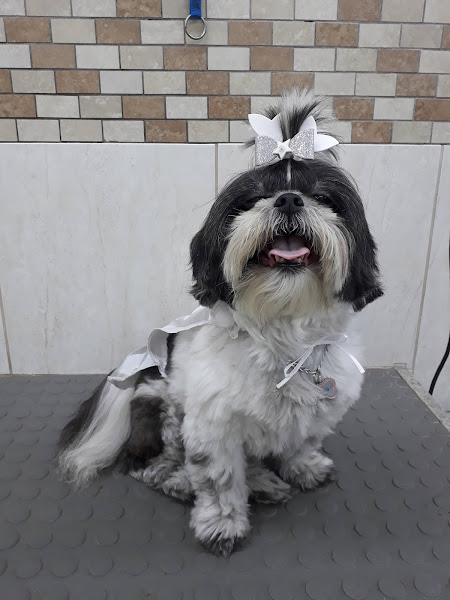 Foto 4 Dog Landia Tijuca Pet Shop