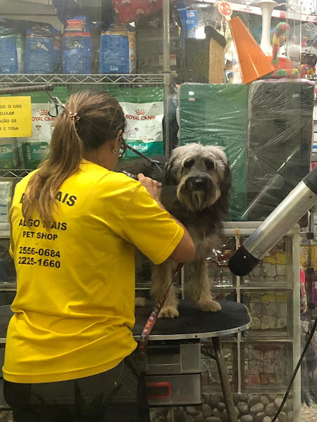 Foto 4 Animais & Algo Mais