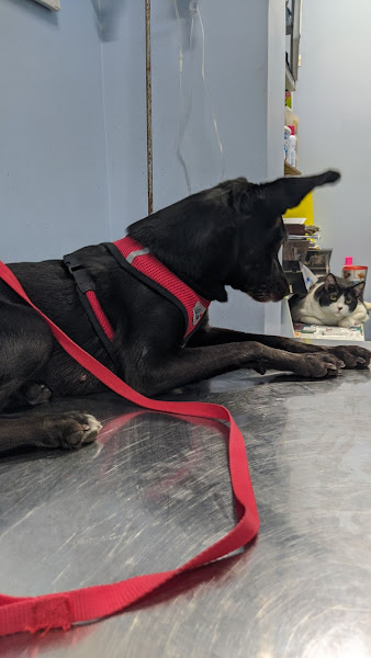 Pet Shop Bicho Amigo