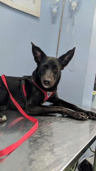 Foto 1 Pet Shop Bicho Amigo