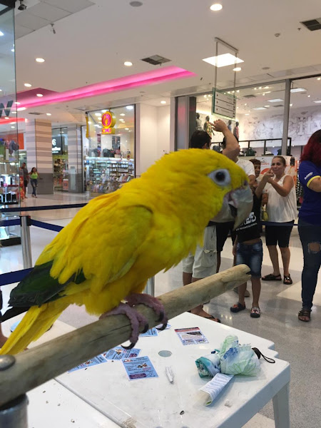 Foto 2 BICHO LEGAL - BANHO E TOSA - ATENDIMENTO VETERINÁRIO - GUADALUPE