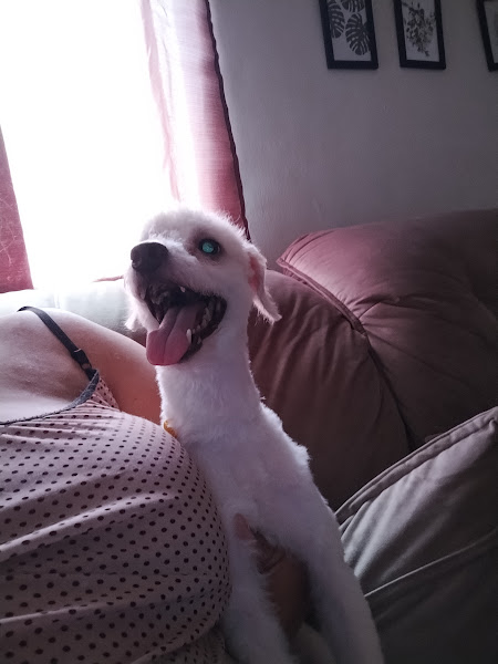 Foto 1 Pet Shop Zé & Juquinha 2