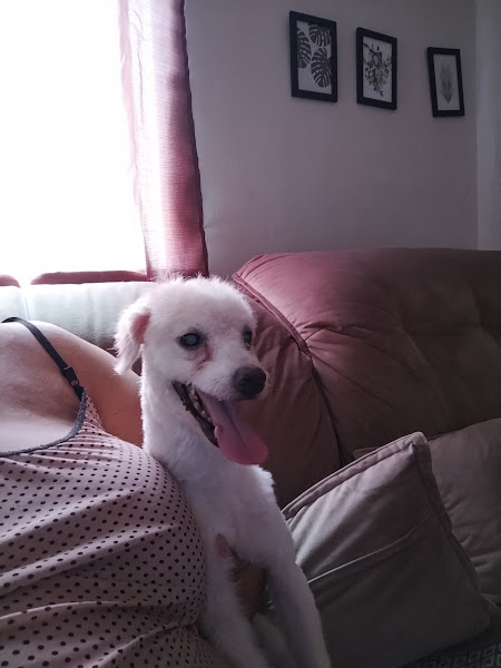 Foto 2 Pet Shop Zé & Juquinha 2