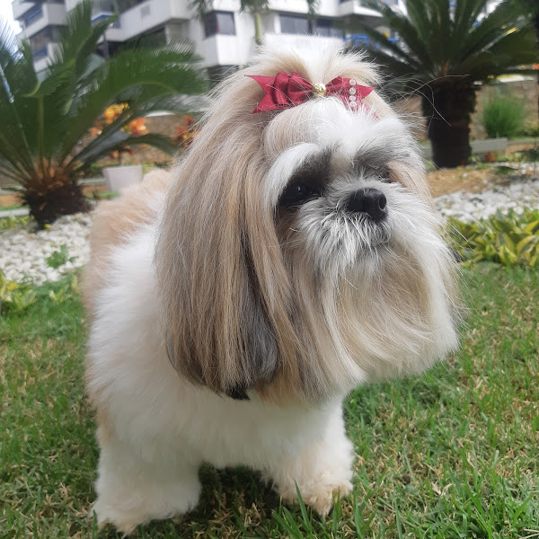 Foto 2 La Playa Petshop