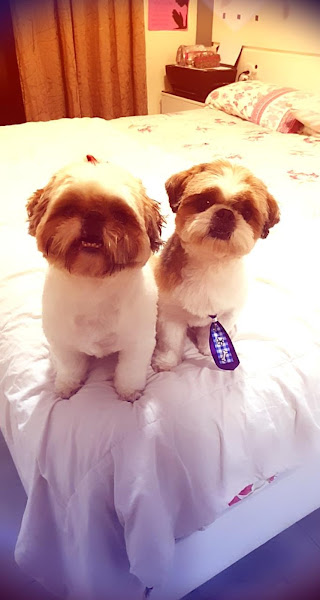 Foto 2 Toto Coiffeur e Cia Pet Shop