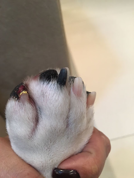 Foto 3 Toto Coiffeur e Cia Pet Shop