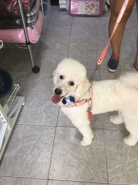 Foto 4 Toto Coiffeur e Cia Pet Shop