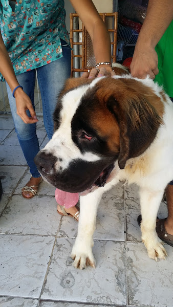 Foto 1 Pet Au Au Miau