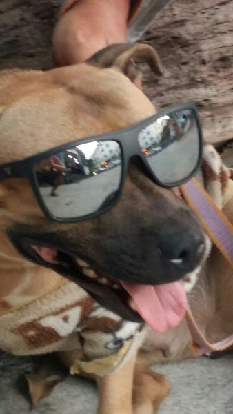 Foto 5 Loucura dos Bichos