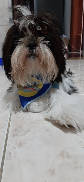 Foto 2 Pet Shop Bicho Legal