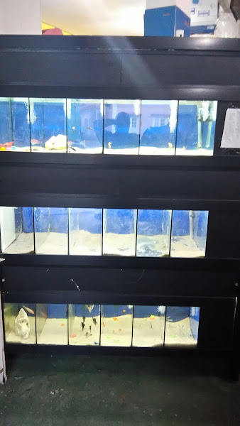 Foto 4 Pet Shop Bicho Legal