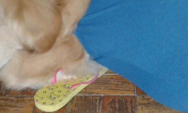 Foto 3 Pet Shop Auquemia