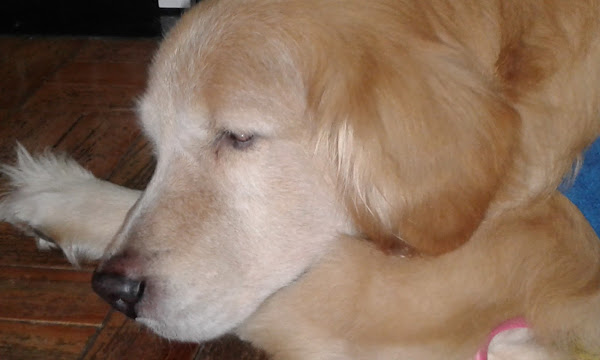 Foto 4 Pet Shop Auquemia