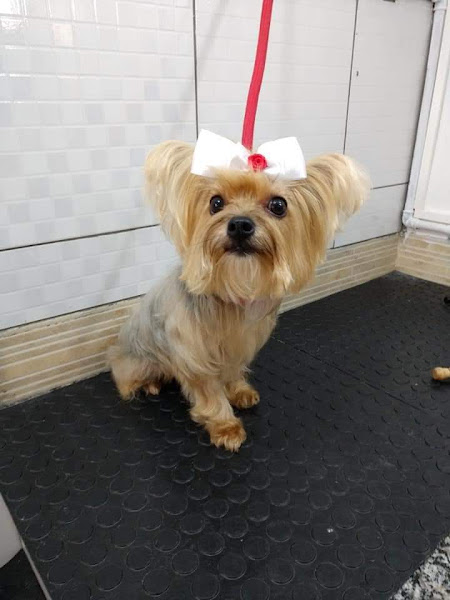 Foto 1 Patas & pelos