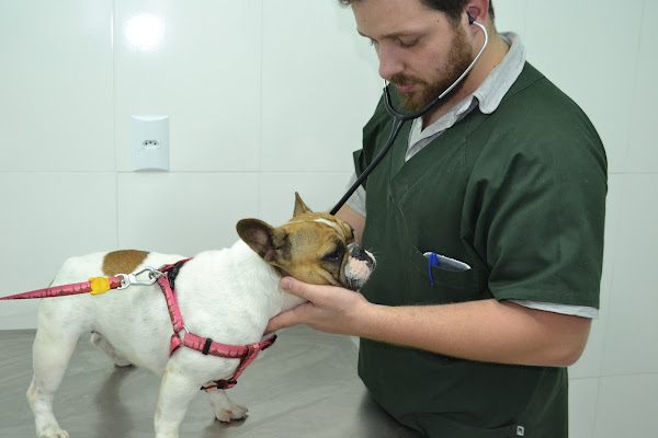 Foto 1 Ilha Animal - Clínica Veterinária | Pet Shop | Banho e Tosa