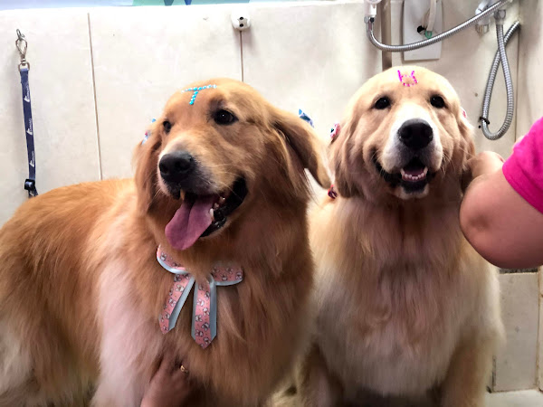 Foto 1 Empório das Patinhas Pet Shop