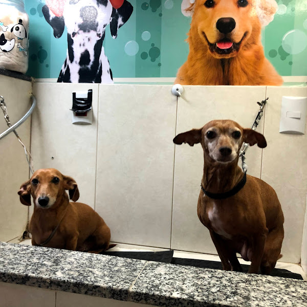 Foto 2 Empório das Patinhas Pet Shop