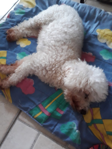 Foto 2 Bicharada e Acessórios