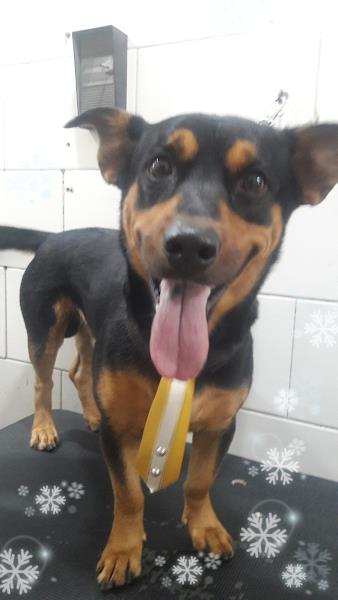 Foto 3 Bicharada e Acessórios