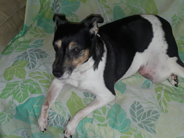 Foto 4 Bicharada e Acessórios