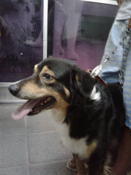 Pet shop arca de Noé