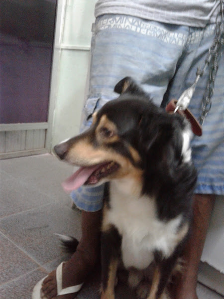 Foto 1 Pet shop arca de Noé