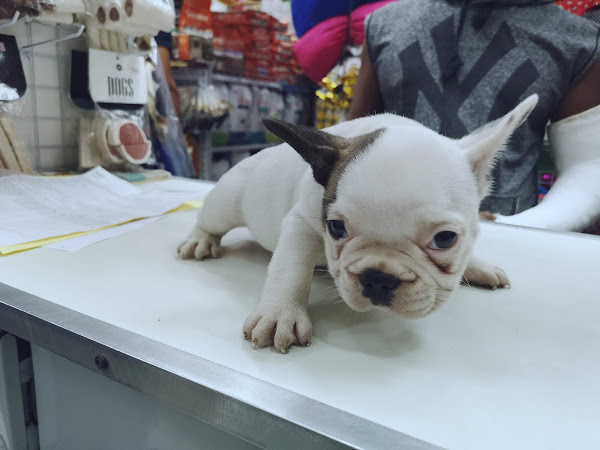 Foto 2 Mercadão Pet