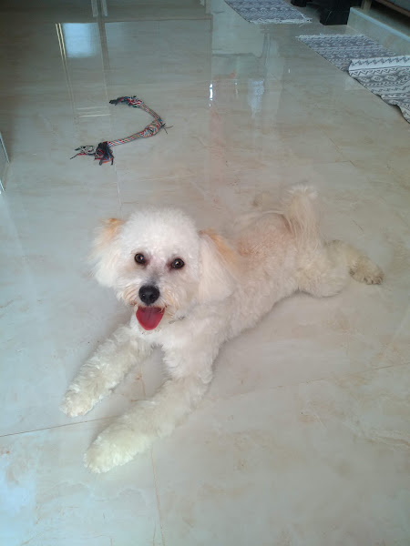 Foto 4 Pet Family 335