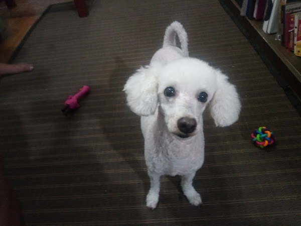 Foto 5 Pet Family 335