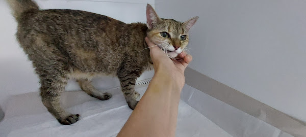 Foto 3 Veterinária Bichos e Caprichos