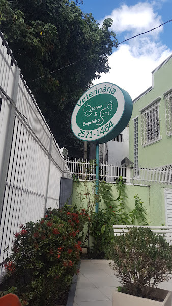 Foto 5 Veterinária Bichos e Caprichos