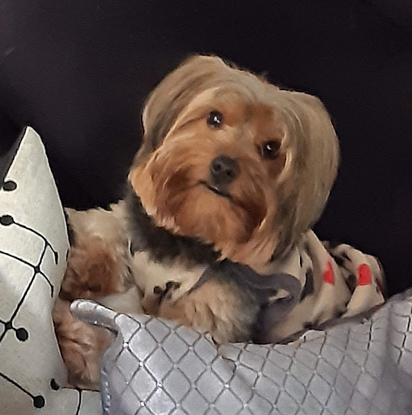 Foto 1 PET SHOP DA ZOE