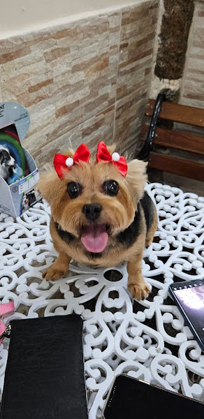 Foto 1 Clínica Veterinária Cãopacabana