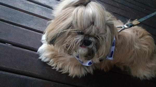 Foto 2 Hospital Veterinário Città Vet - Und. Jardim Oceânico