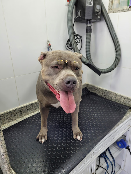 MY VET CLÍNICA VETERINÁRIA LTDA