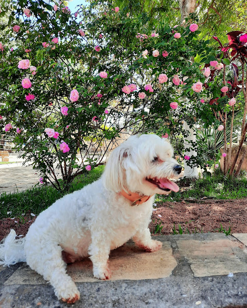 Foto 1 MY VET CLÍNICA VETERINÁRIA LTDA