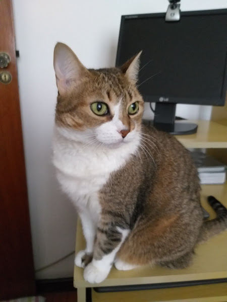 Foto 2 MY VET CLÍNICA VETERINÁRIA LTDA