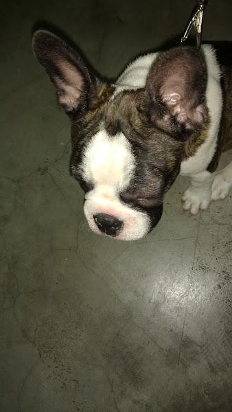 Veterinária Santa Teresa