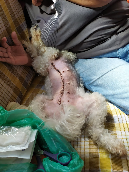 Foto 1 Hospital Popular de Medicina Veterinária - Unidade Del Castilho