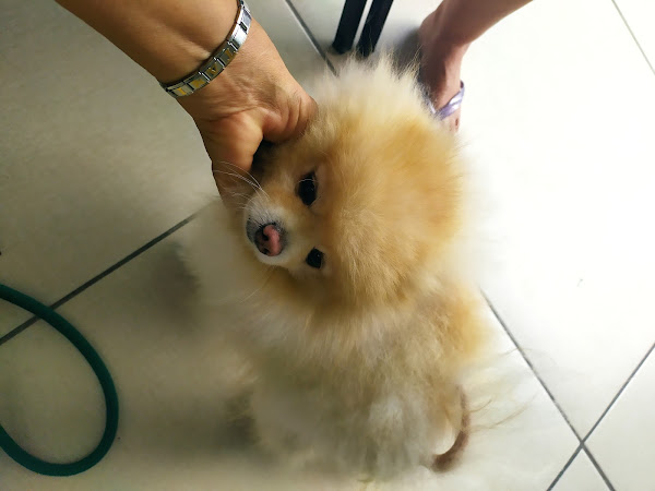 Foto 2 Hospital Popular de Medicina Veterinária - Unidade Del Castilho