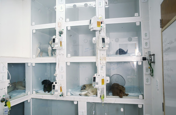 Foto 3 Hospital Popular de Medicina Veterinária - Unidade Realengo