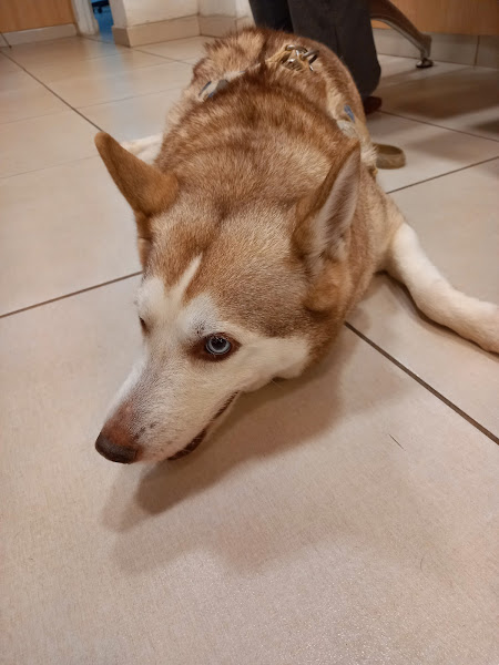 Hospital Popular de Medicina Veterinária - Unidade Tijuca