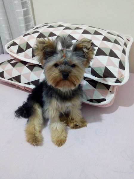 Foto 1 Hospital Popular de Medicina Veterinária - Unidade Tijuca