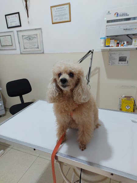 Foto 1 Veterinária Bom Pastor