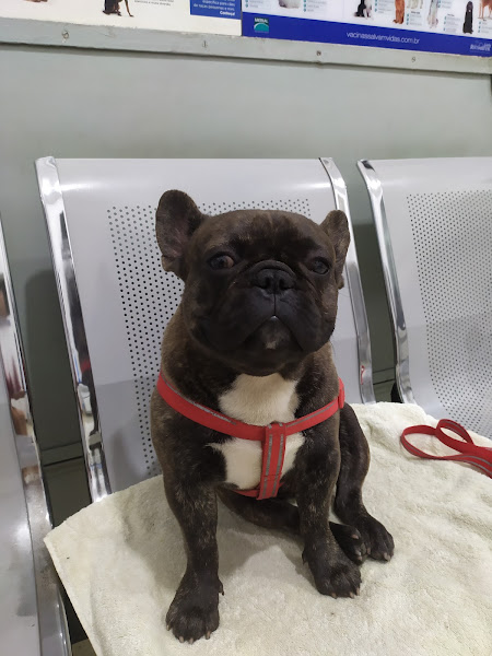 Foto 2 Veterinária Bom Pastor Foto 2 Veterinária Bom Pastor