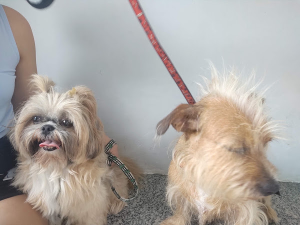 Veterinária Amigo Bicho