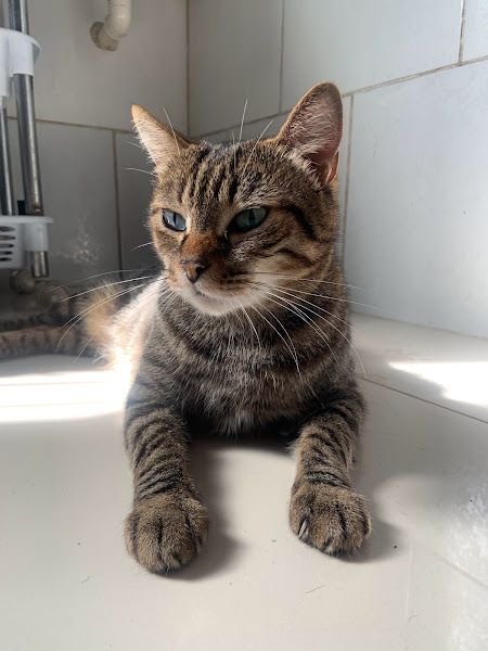 Foto 1 Veterinária Amigo Bicho