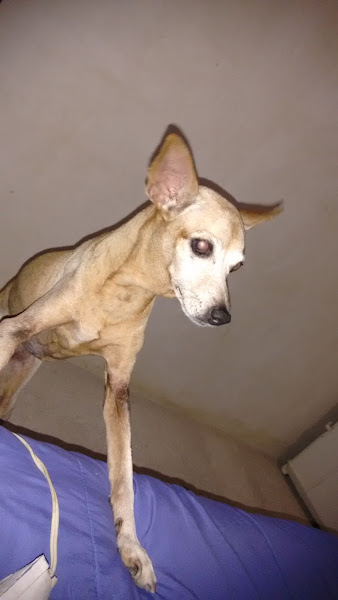 Foto 2 Veterinária Amigo Bicho