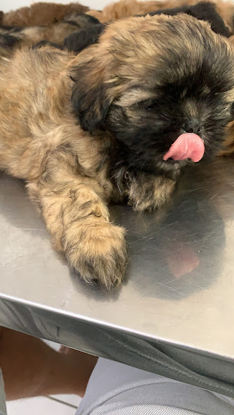 Foto 3 Veterinária Amigo Bicho